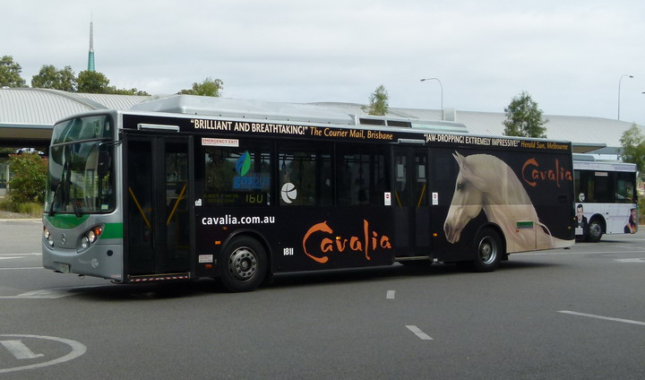 TP1811 AOA Cavilia.com.au at the busport.